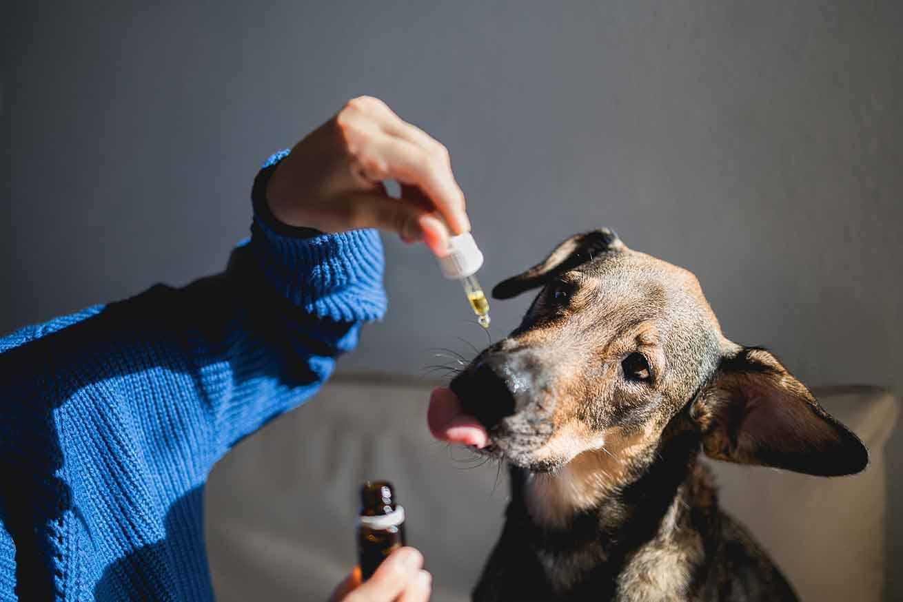 Cannabis medicinal para animais: confira algumas possibilidades de uso