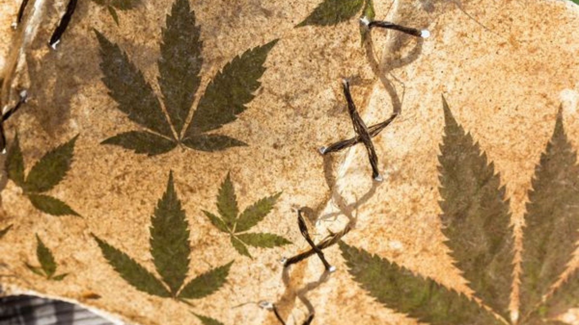 Confira casos de uso medicinal da maconha na história