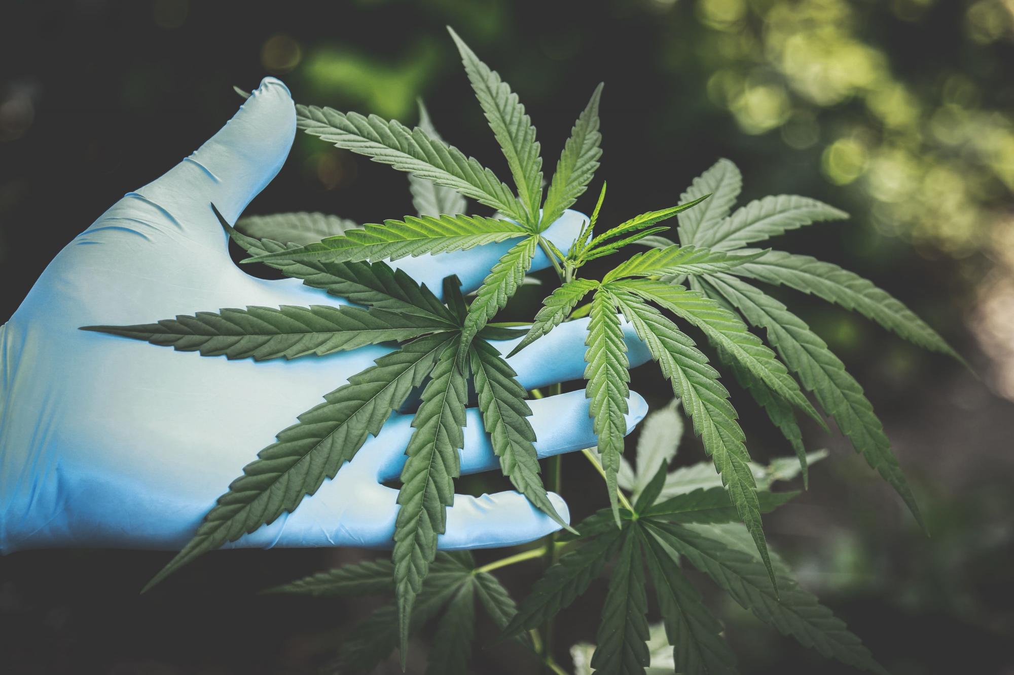 Conheça profissões criadas a partir da evolução da medicina canábica