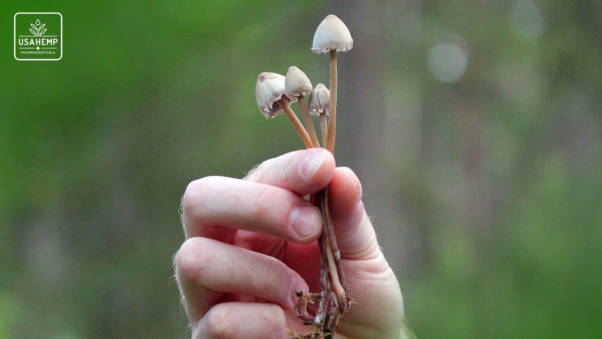 Da Cannabis aos psicodélicos: a saúde mental vive uma nova fase da medicina