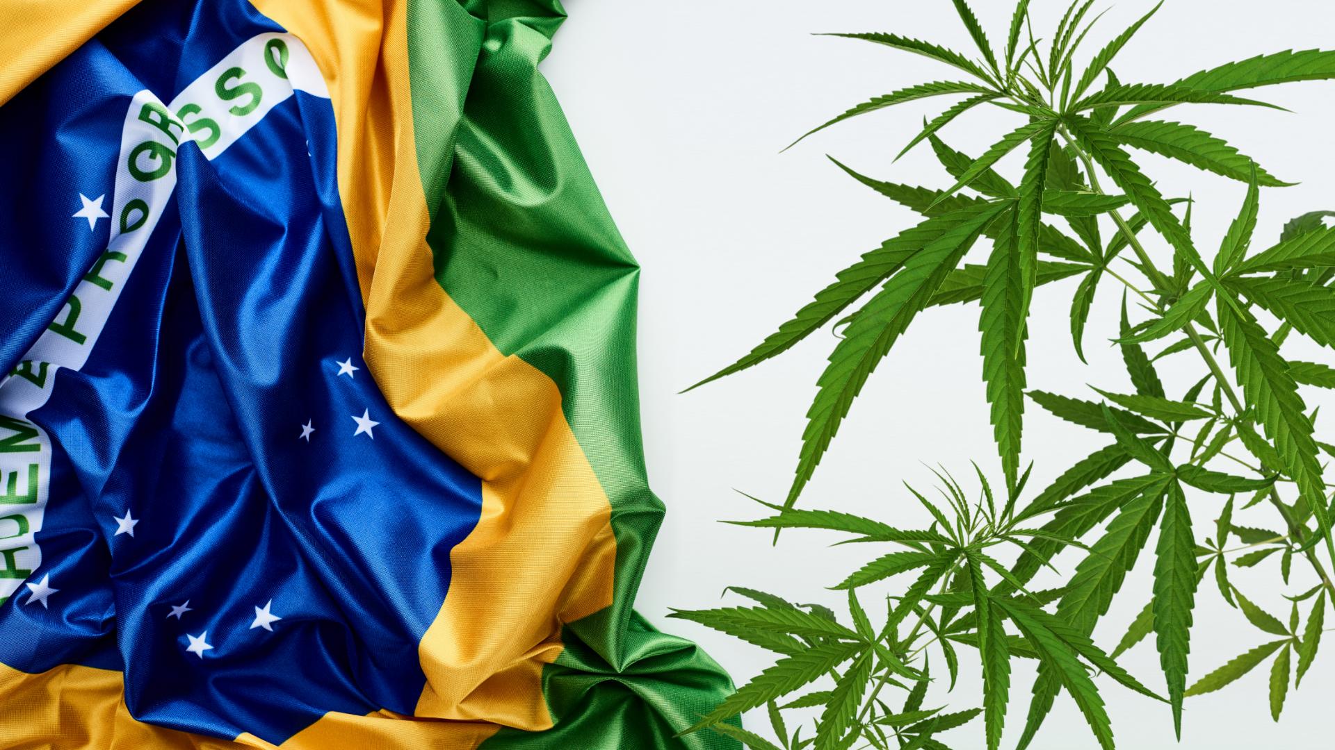 Nova Frente Parlamentar da Cannabis pretende financiar pesquisas