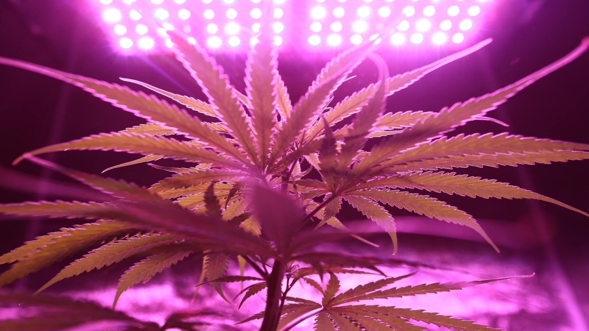 UFRN é 1ª no Brasil a ter autorização para cultivar cannabis para pesquisa