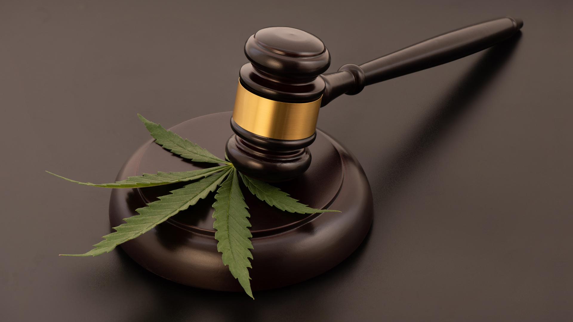 Uso medicinal da cannabis é foco de debate na Comissão de Direitos Humanos