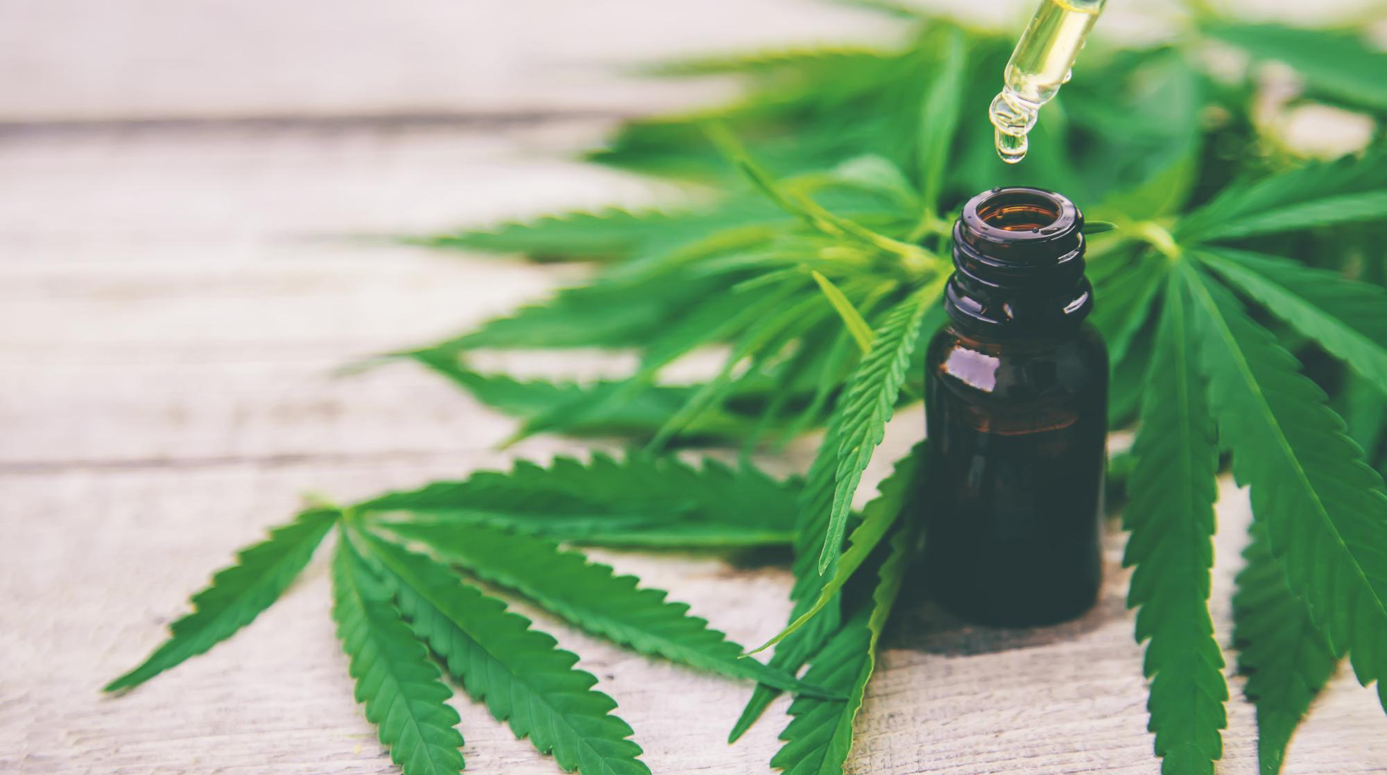Uso medicinal da cannabis pode ajudar saúde mental