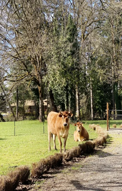 Animais sob a sombra das árvores